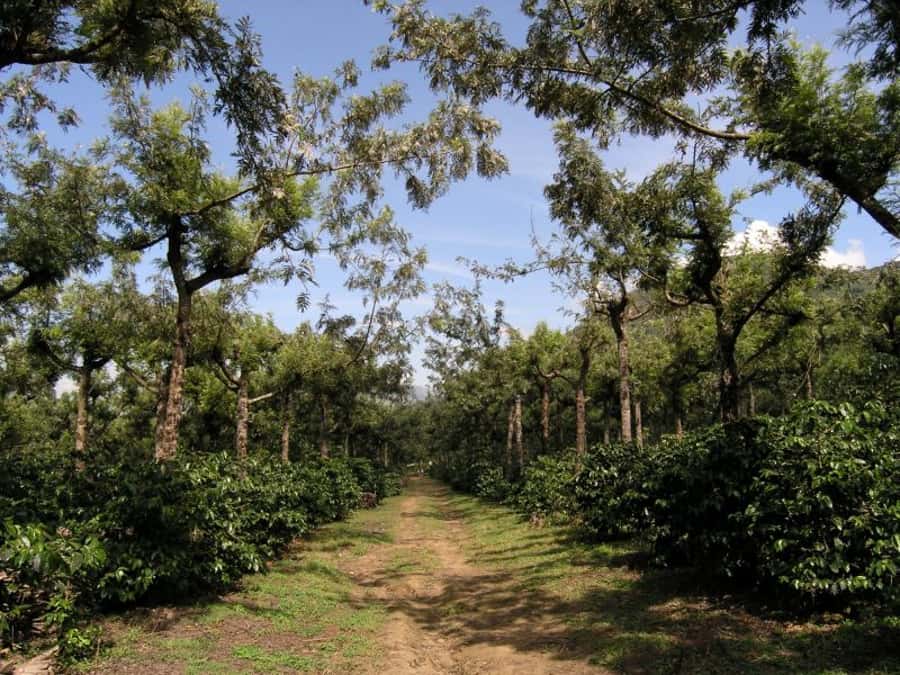 Antigua Sip 'n Cycle Half-Day Bike Ride and Coffee Tour - Entering Finca Azotea’s coffee world