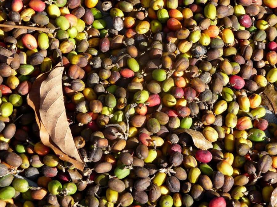 Antigua Sip 'n Cycle Half-Day Bike Ride and Coffee Tour - Who should book this half-day outing?