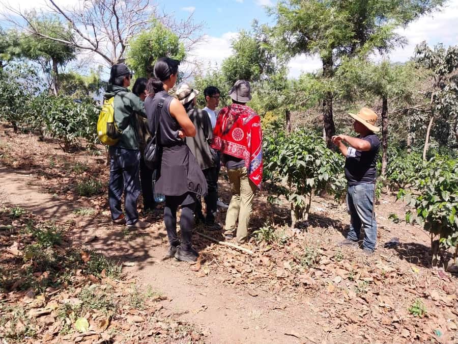 Coffee farm experience - From Coffee Plant to Finished Cup