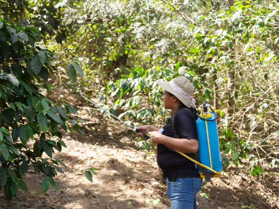 Coffee Tour in Antigua Guatemala - Key points to know before booking