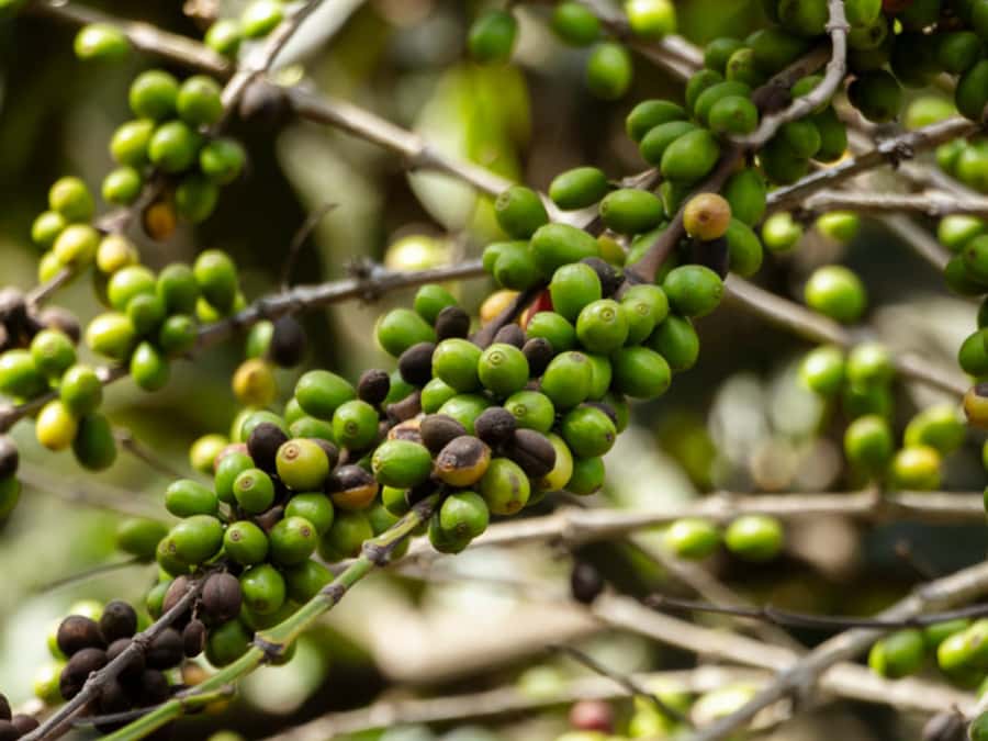 Coffee Tour in Antigua Guatemala - Why this coffee farm visit feels different
