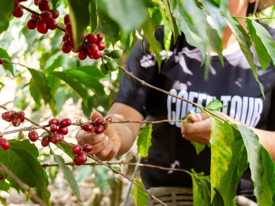 Coffee Tour in Antigua Guatemala - A 9:00 AM pickup from Antigua