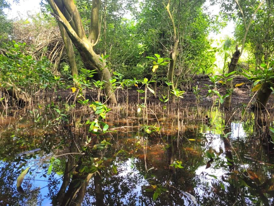 El Paredón: Mangrove Boat Tour with Optional Fishing - The local guides and the Spanish-language setting