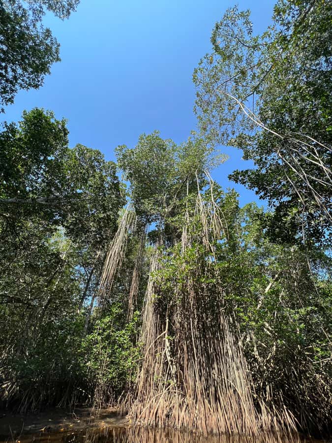 El Paredón: Mangrove Boat Tour with Optional Fishing - What the 90-minute boat ride is like