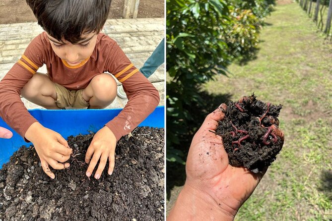Experience: Organic Coffee, Avocados, Honey & More! - Key points about the Little Green Farm experience
