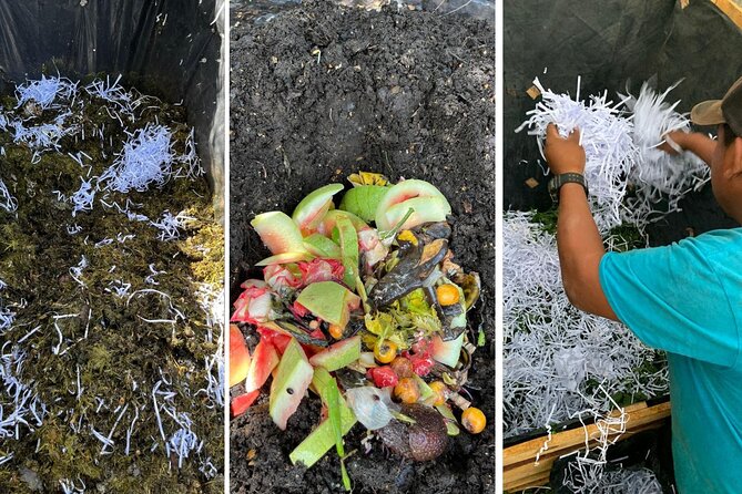 Experience: Organic Coffee, Avocados, Honey & More! - Avocado trees, tortillas, and fresh guacamole