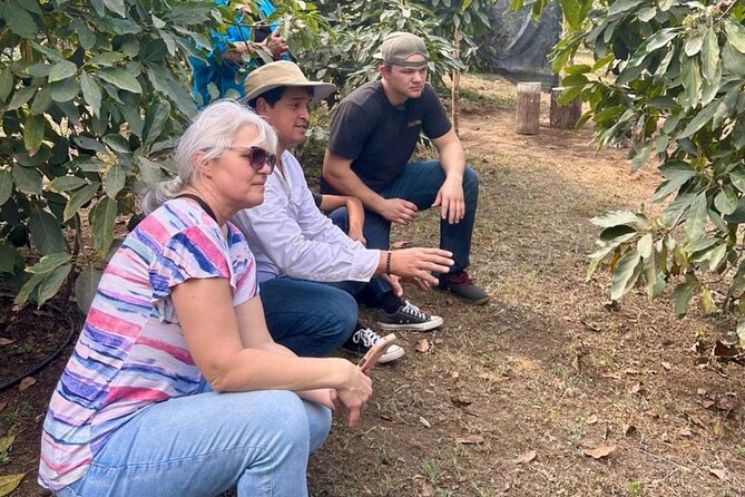 Experience: Organic Coffee, Avocados, Honey & More! - Four kinds of compost and practical sustainability