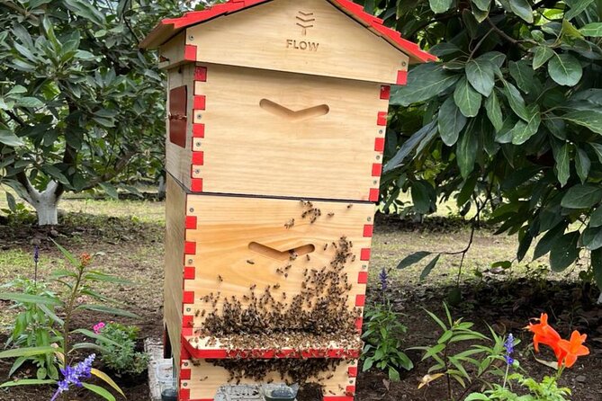 Experience: Organic Coffee, Avocados, Honey & More! - A close look at the family side of the farm