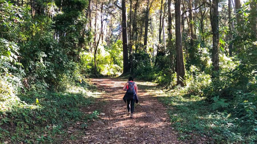 From Antigua Guatemala: Birdwatching and Scenic Hiking Tour - Monica’s guiding style and the value of a bilingual leader