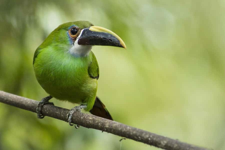 From Antigua Guatemala: Birdwatching and Scenic Hiking Tour - The summit views and sunset timing