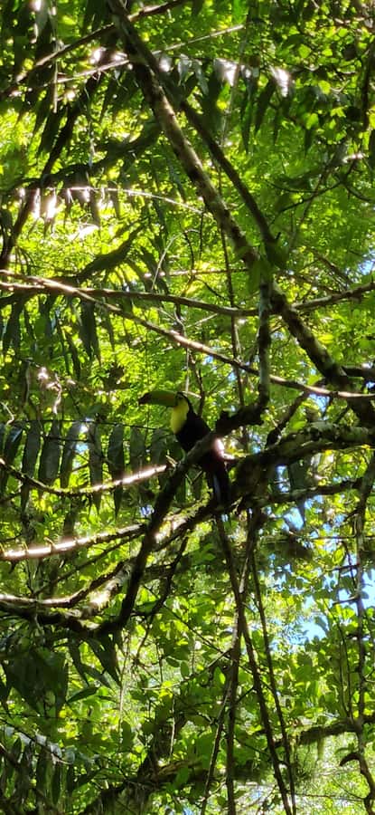From Flores: Tour Tikal All Inclusive - The 7:30 am pickup in Flores