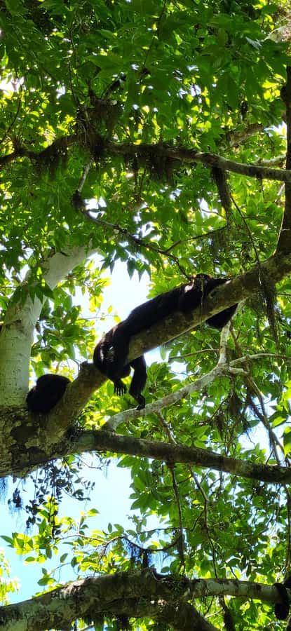 From Flores: Tour Tikal All Inclusive - Practical preparation for the ruins