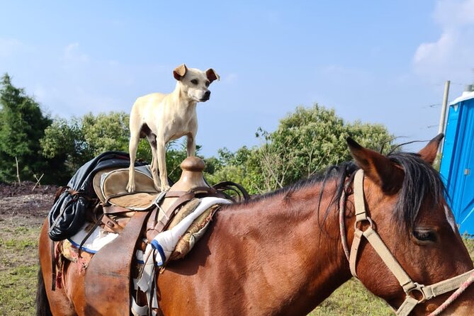 Pacaya Volcano Luxury Sunset Horseback Riding Tour/ Dinner Cooked by-Lava Chef - Sunset, clouds, and the ride back