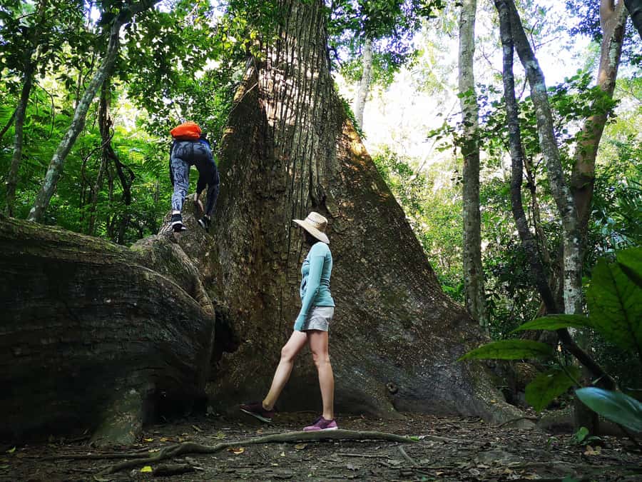 Tikal Sunrise, Archeological focus and Wildlife Spotting - Key points at a glance