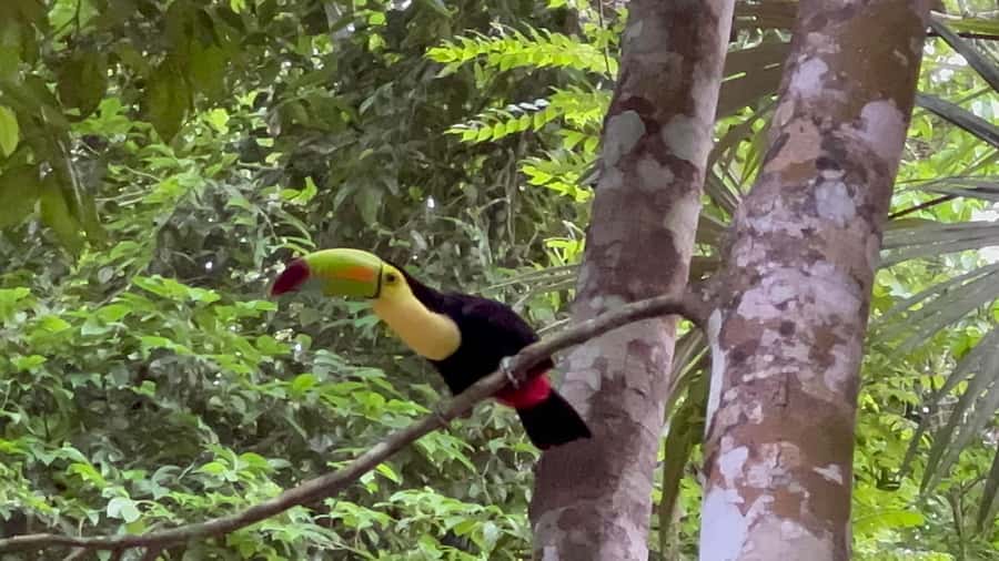 Tikal Sunrise, Archeological focus and Wildlife Spotting - The guide makes the difference