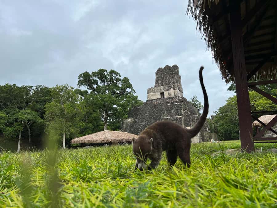 Tikal Sunrise, Archeological focus and Wildlife Spotting - Temple II and Temple I photography