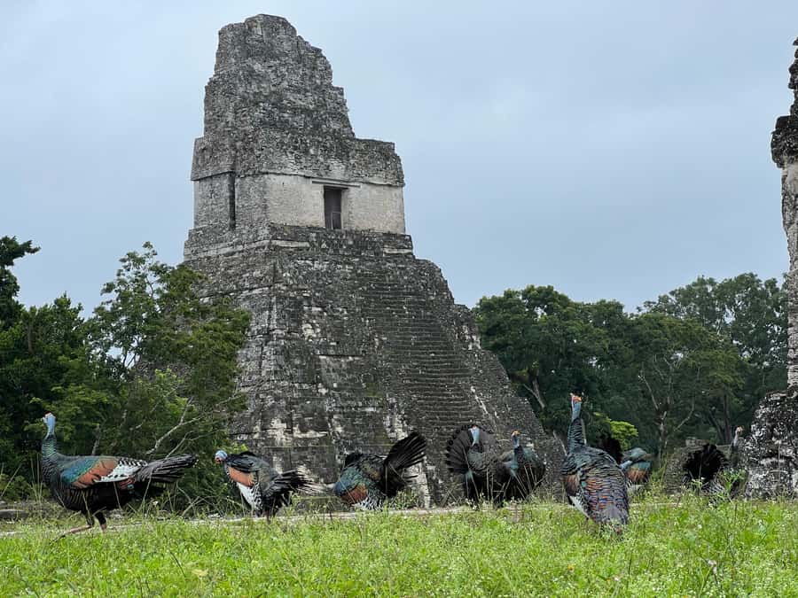 Tikal Sunset, Archeological focus and Wildlife Spotting - Seven Temples Square and the Number Thirteen