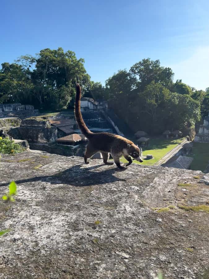 Tikal Sunset, Archeological focus and Wildlife Spotting - What Guides Marlon and Marion Add