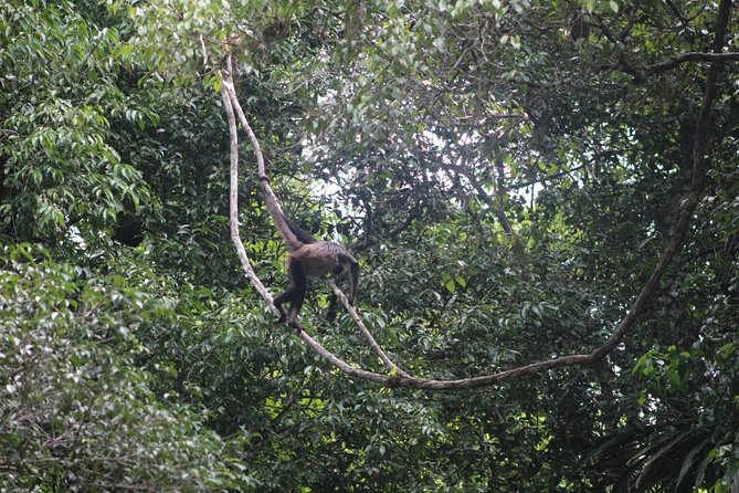 Tikal Tour From Flores, airport and Tikal hotels in Guatemala - Lunch, drinks, and the small booking detail to check
